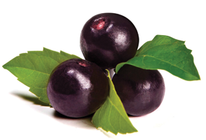 Acai Berry Image