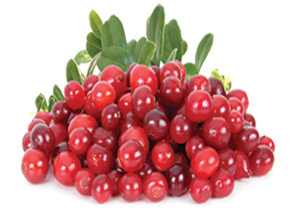 Cranberry Fruit Image 300pix