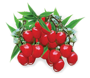 Goji Berry Fruit Image 300pix