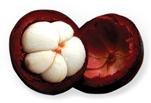 Mangosteen Fruit Image 300pix