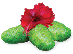 Noni Fruit Image 300pix