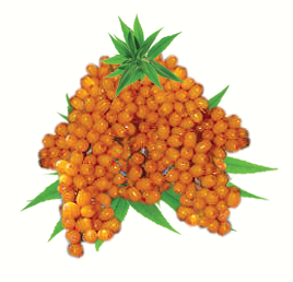 Sea Buckthorn Image 300pix